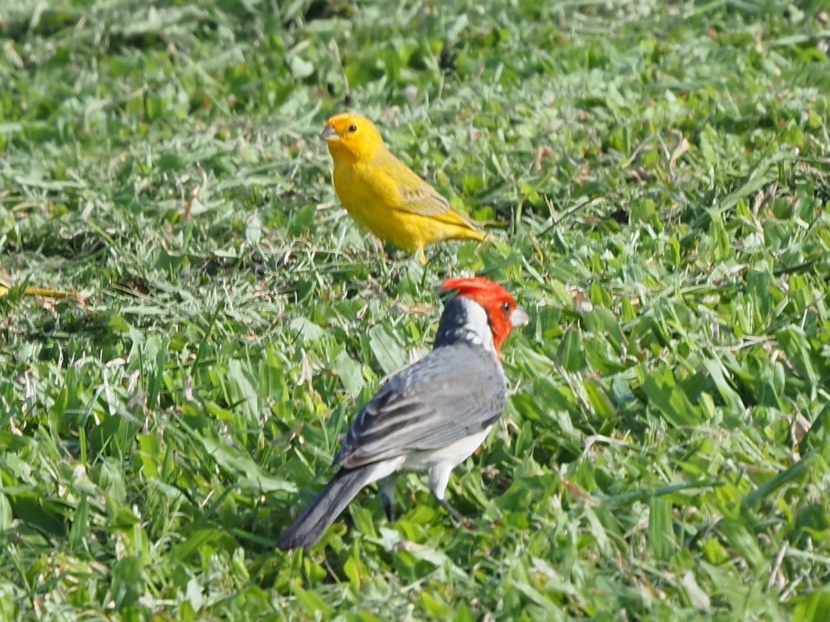 Saffron Finch - ML620263907