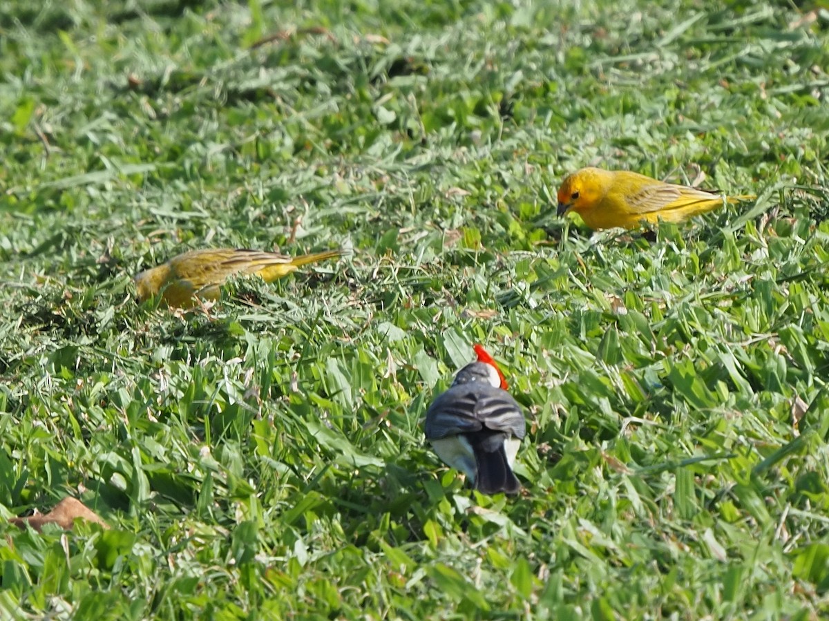 Saffron Finch - ML620263910