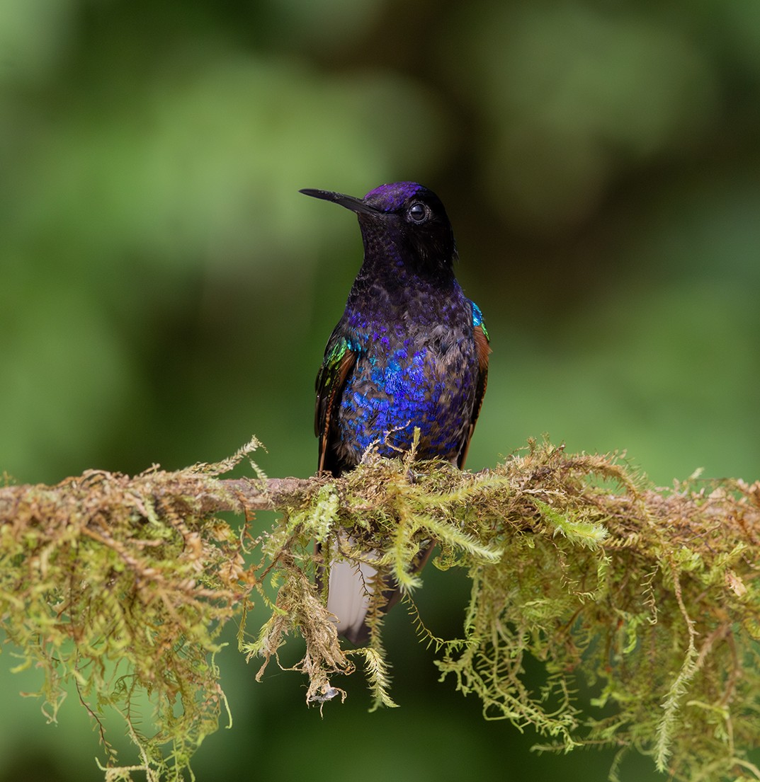 Colibrí Sietecolores - ML620263913