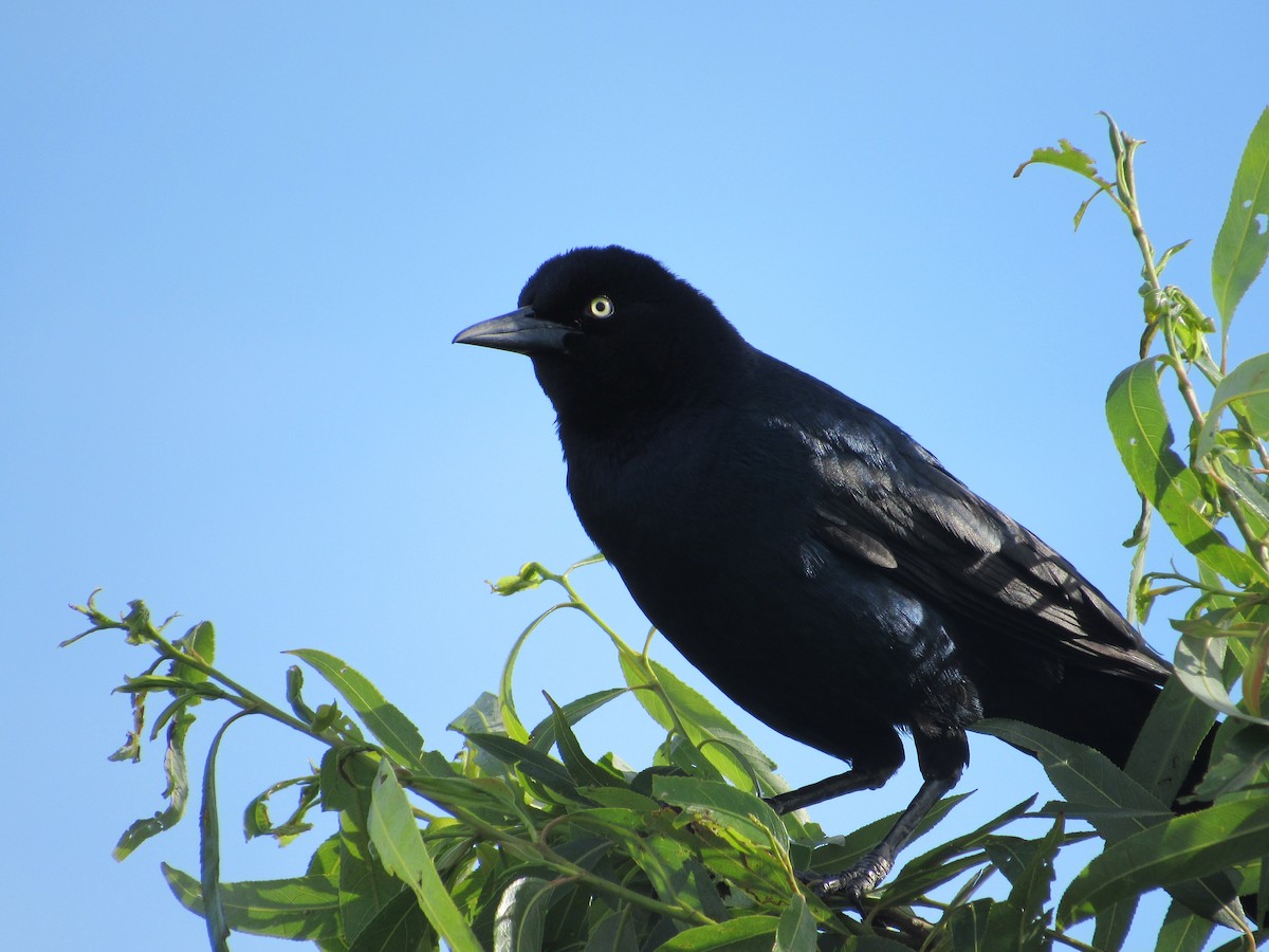 Boat-tailed Grackle - ML620263916