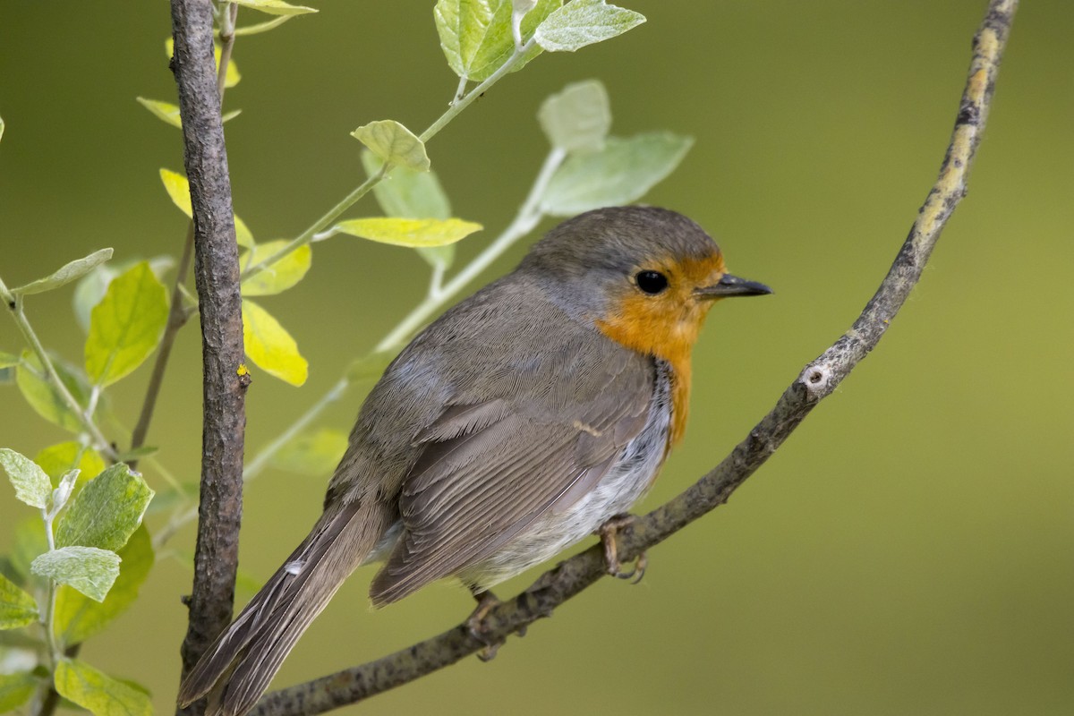 European Robin - ML620263917