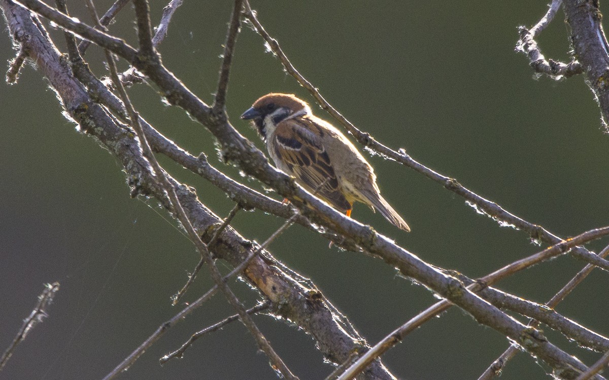 Eurasian Tree Sparrow - ML620263920