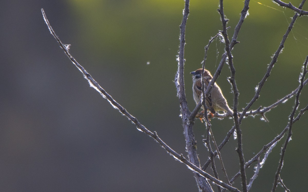 Eurasian Tree Sparrow - ML620263923