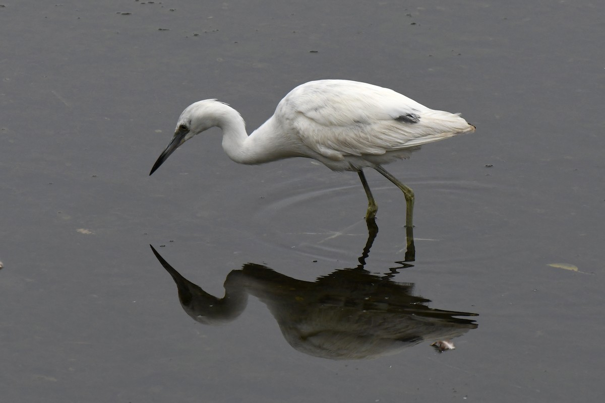 Little Blue Heron - ML620263929