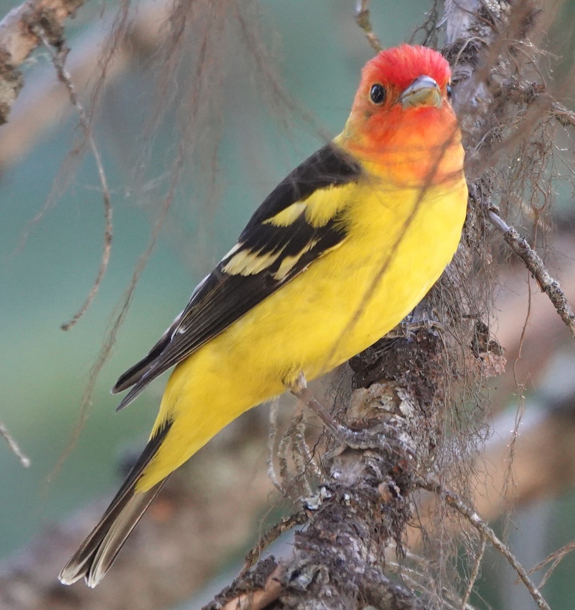 Western Tanager - Chris Johnson