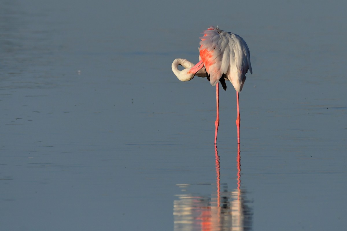 Greater Flamingo - ML620263934