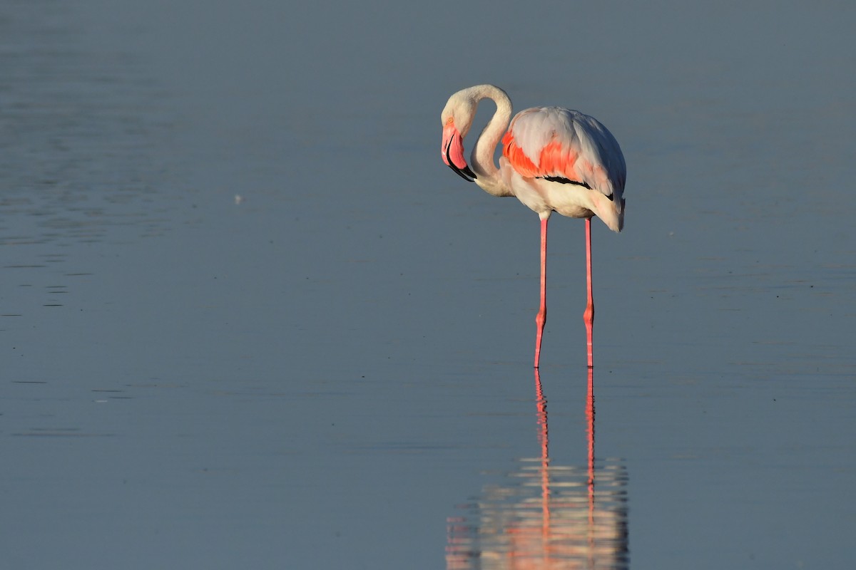 Greater Flamingo - ML620263935