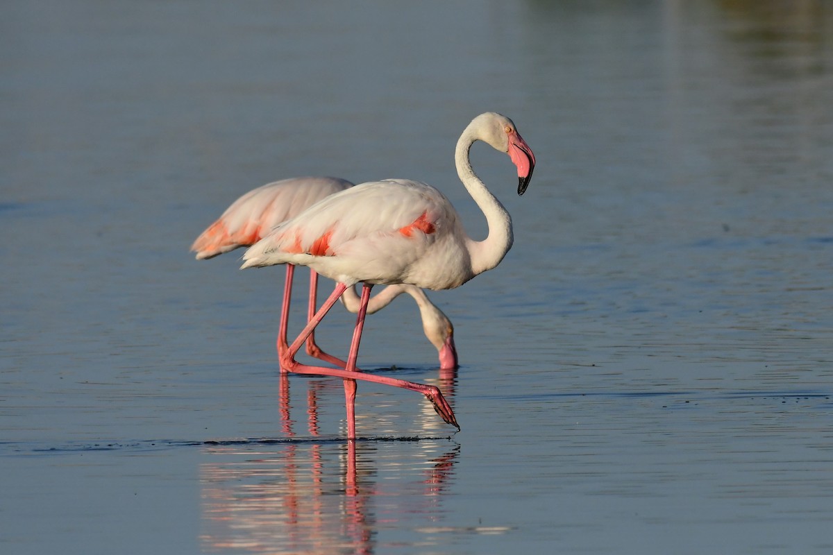 Greater Flamingo - ML620263936