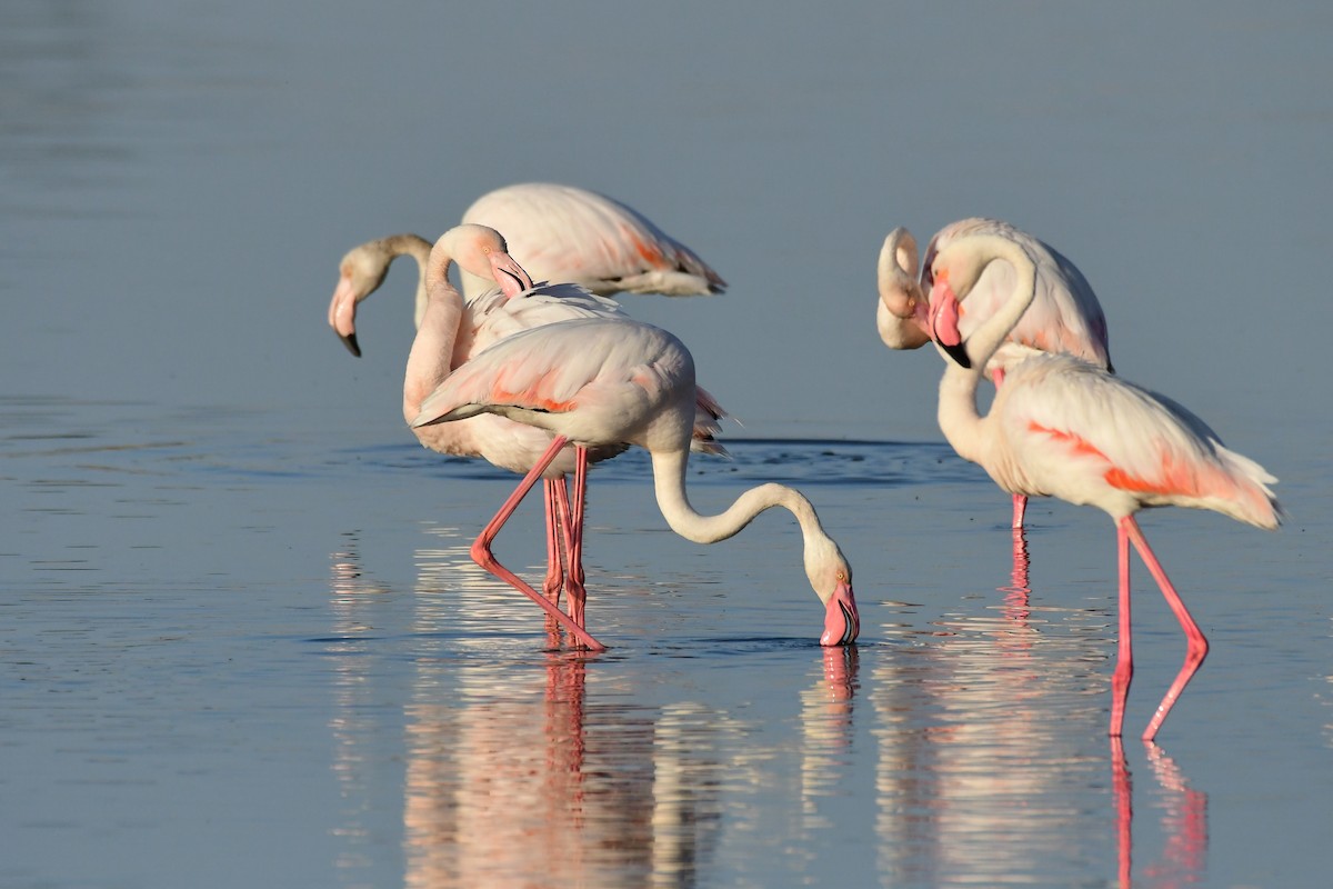 Greater Flamingo - ML620263939
