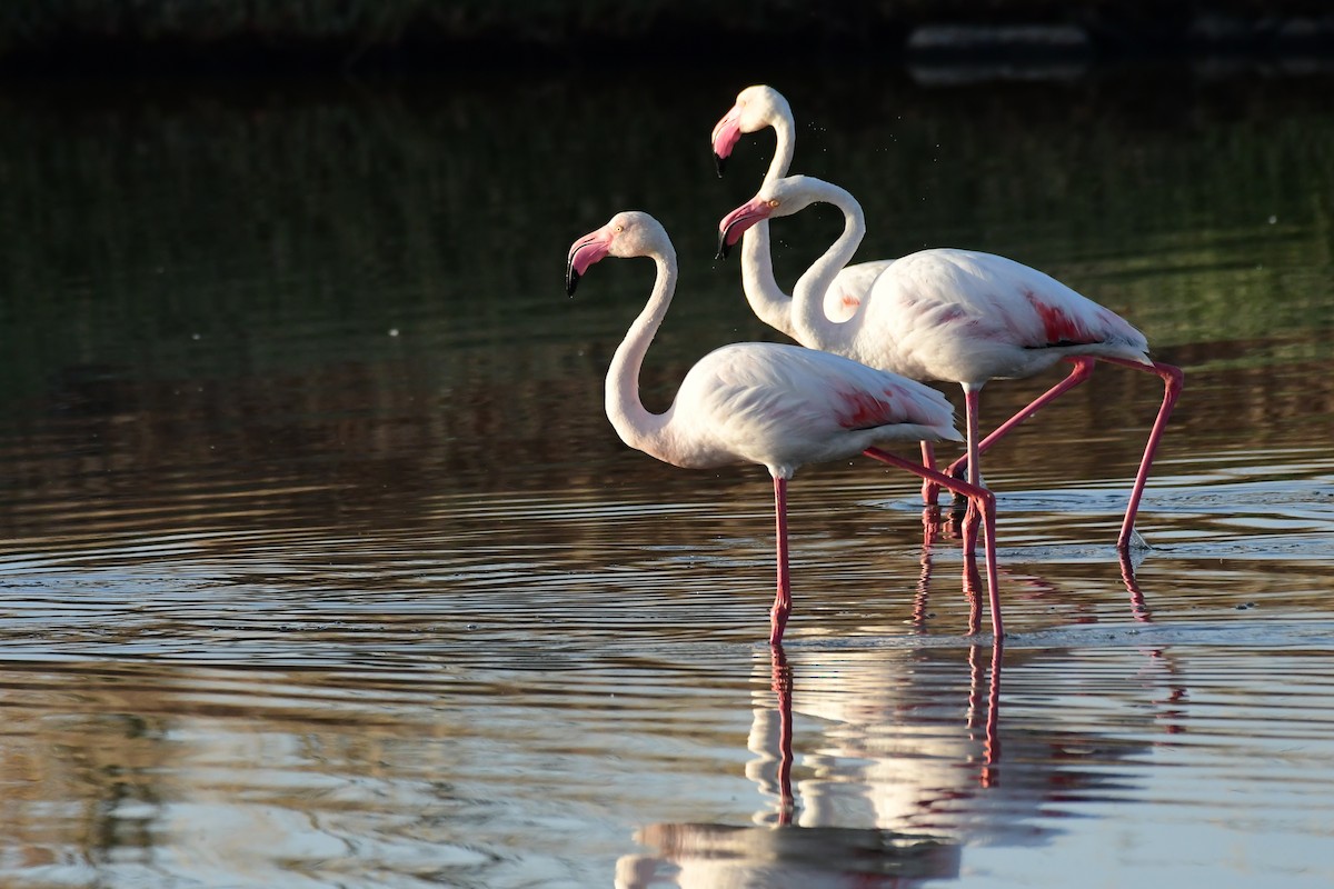 Greater Flamingo - ML620263944