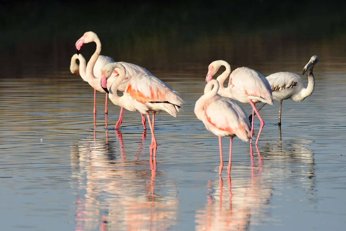 Greater Flamingo - Igor Długosz