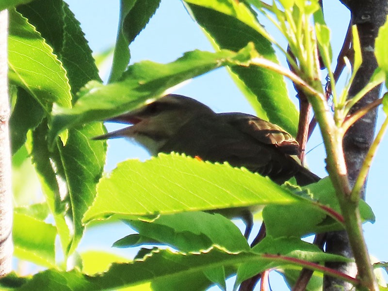 Black-whiskered Vireo - ML620263953