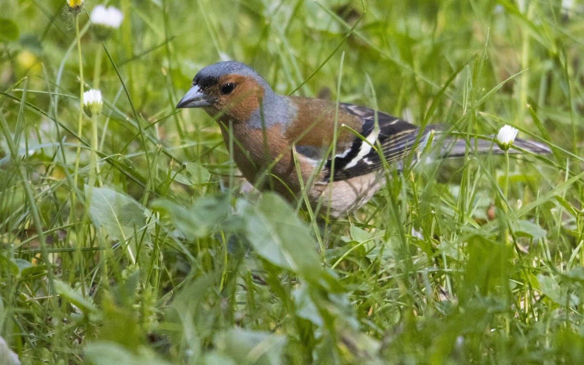 Common Chaffinch - ML620263956