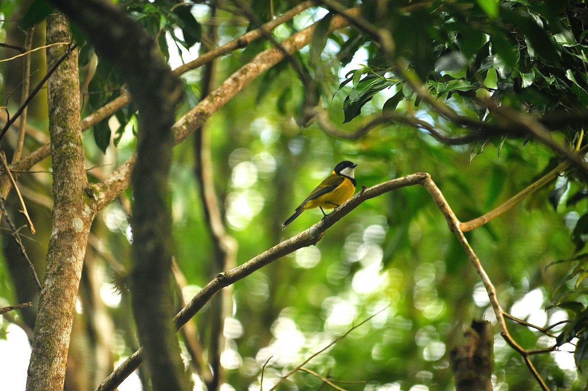 Golden Whistler - ML620263966