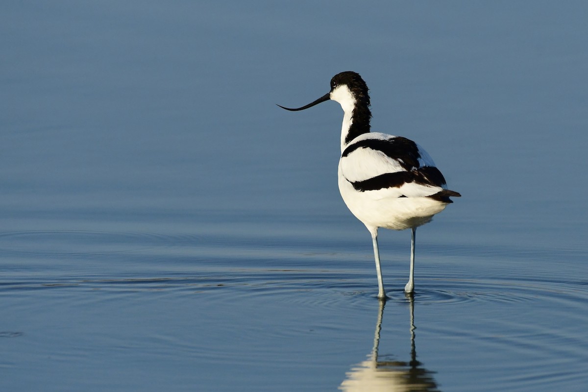 Pied Avocet - ML620263977