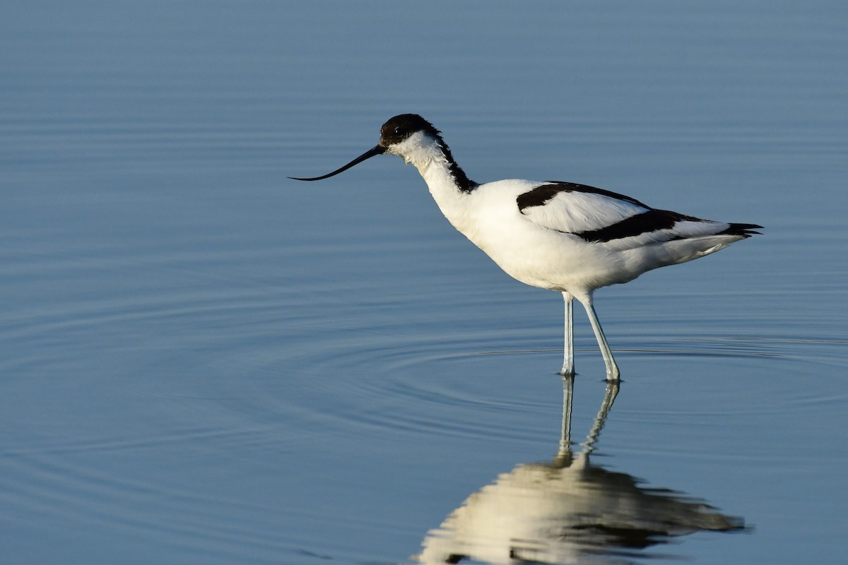 Avocette élégante - ML620263986