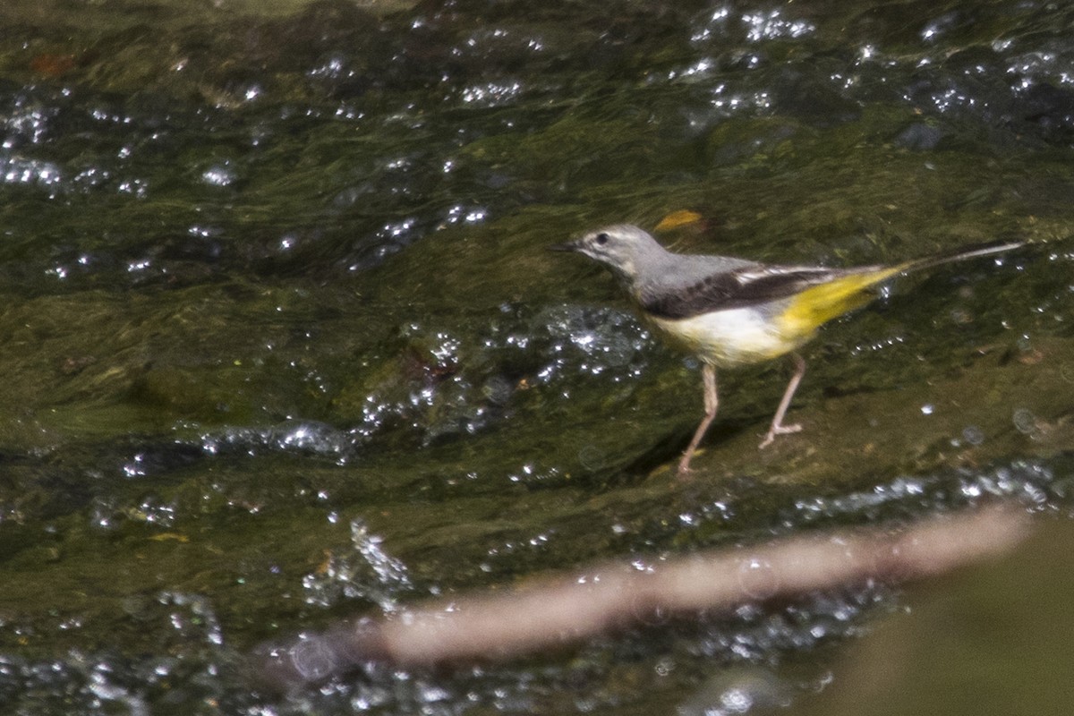 Gray Wagtail - ML620263988