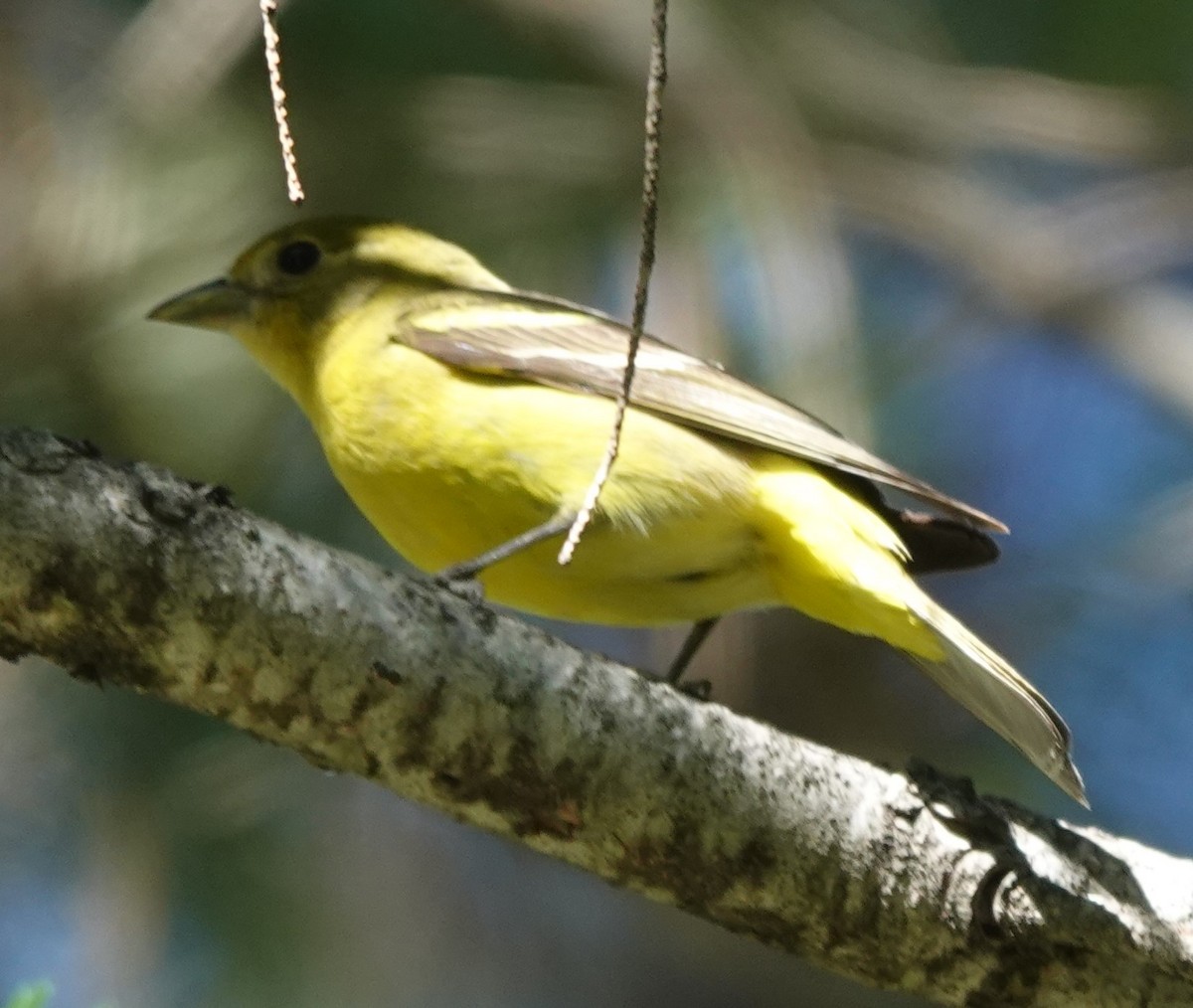 Western Tanager - ML620263993