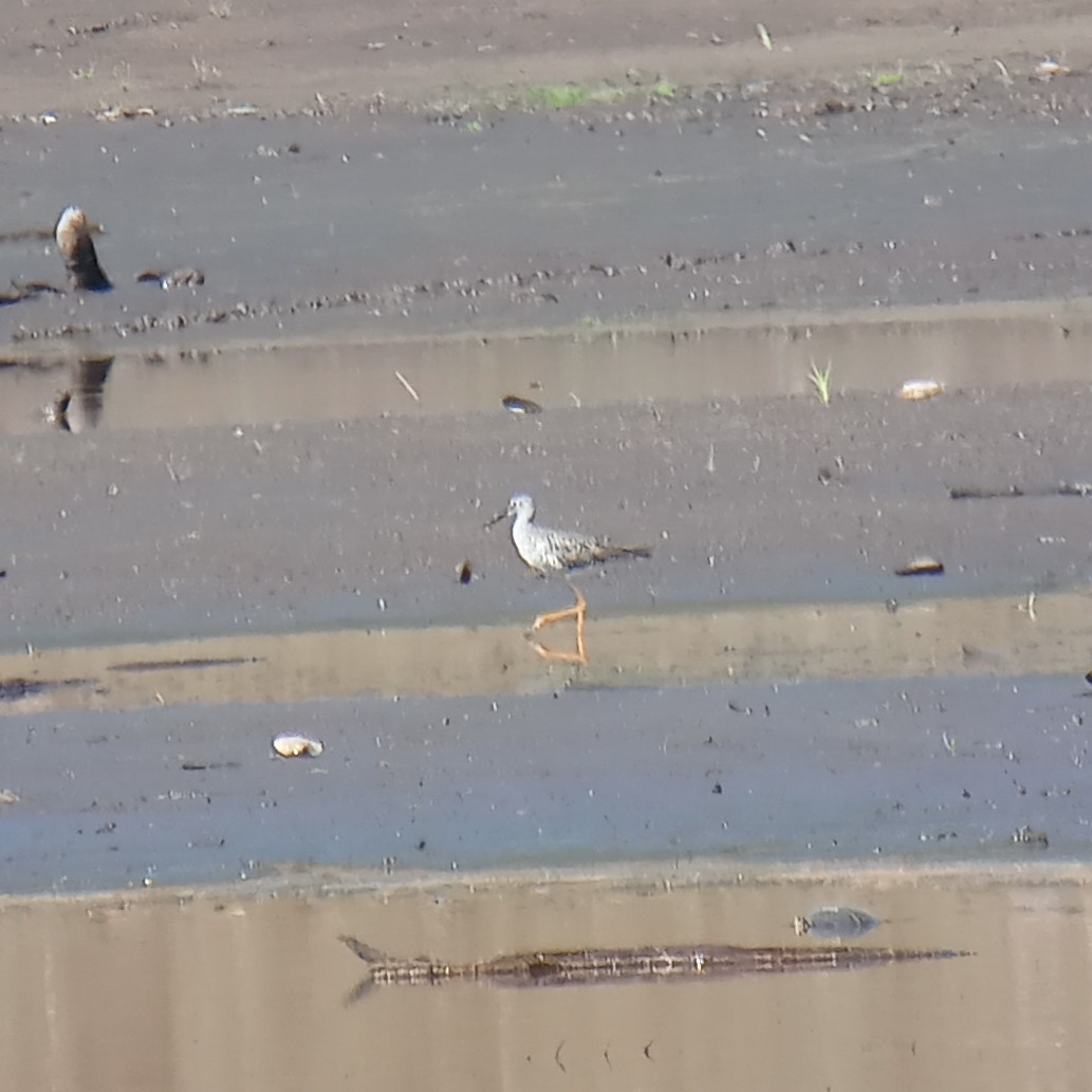 Greater Yellowlegs - ML620263994