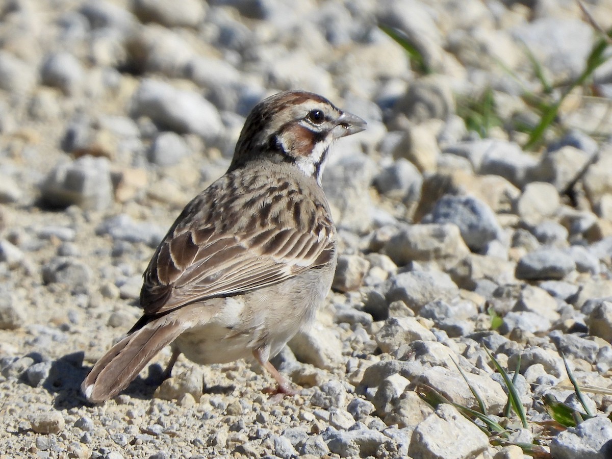 Lark Sparrow - ML620264003