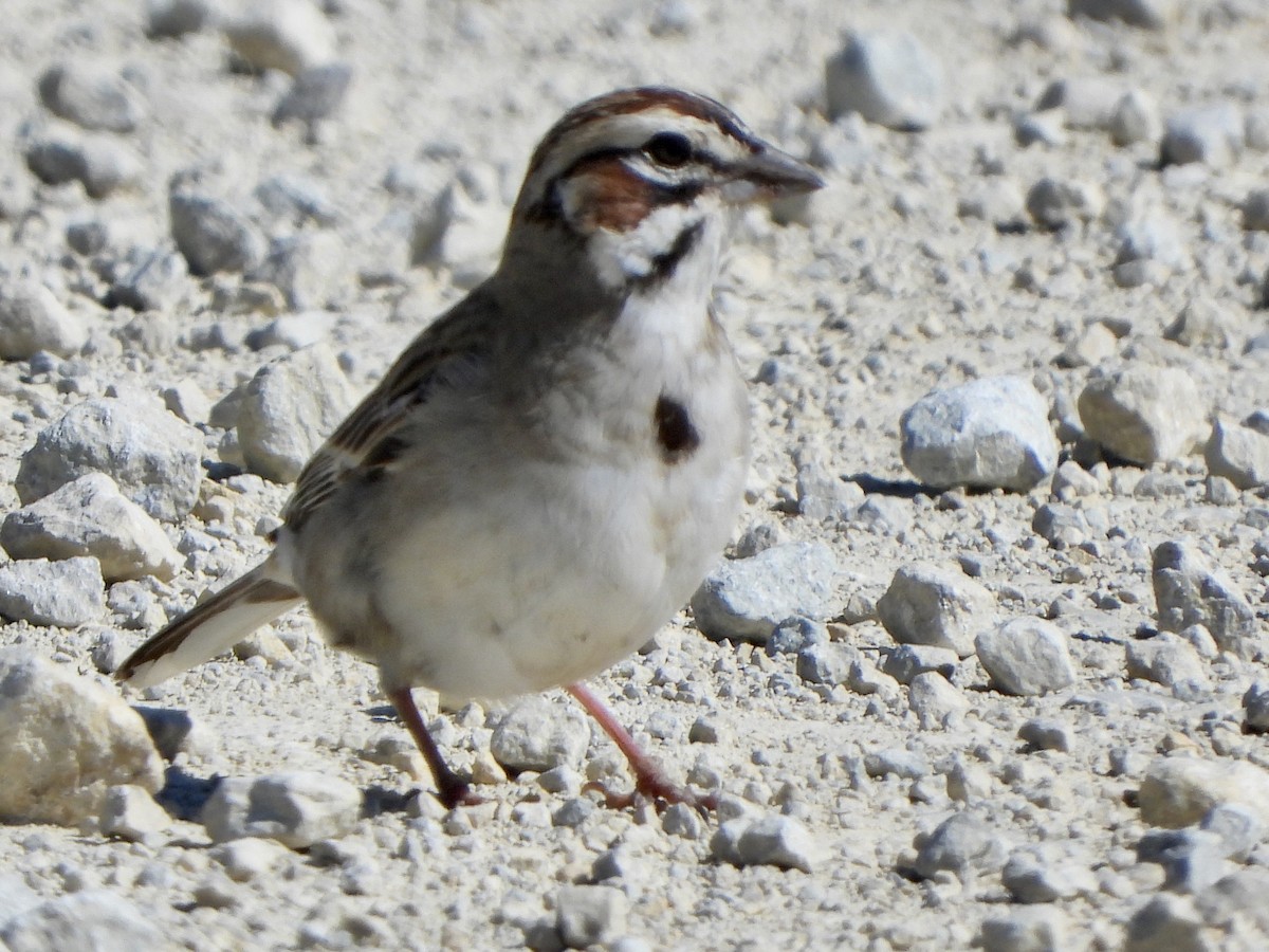 Lark Sparrow - ML620264004