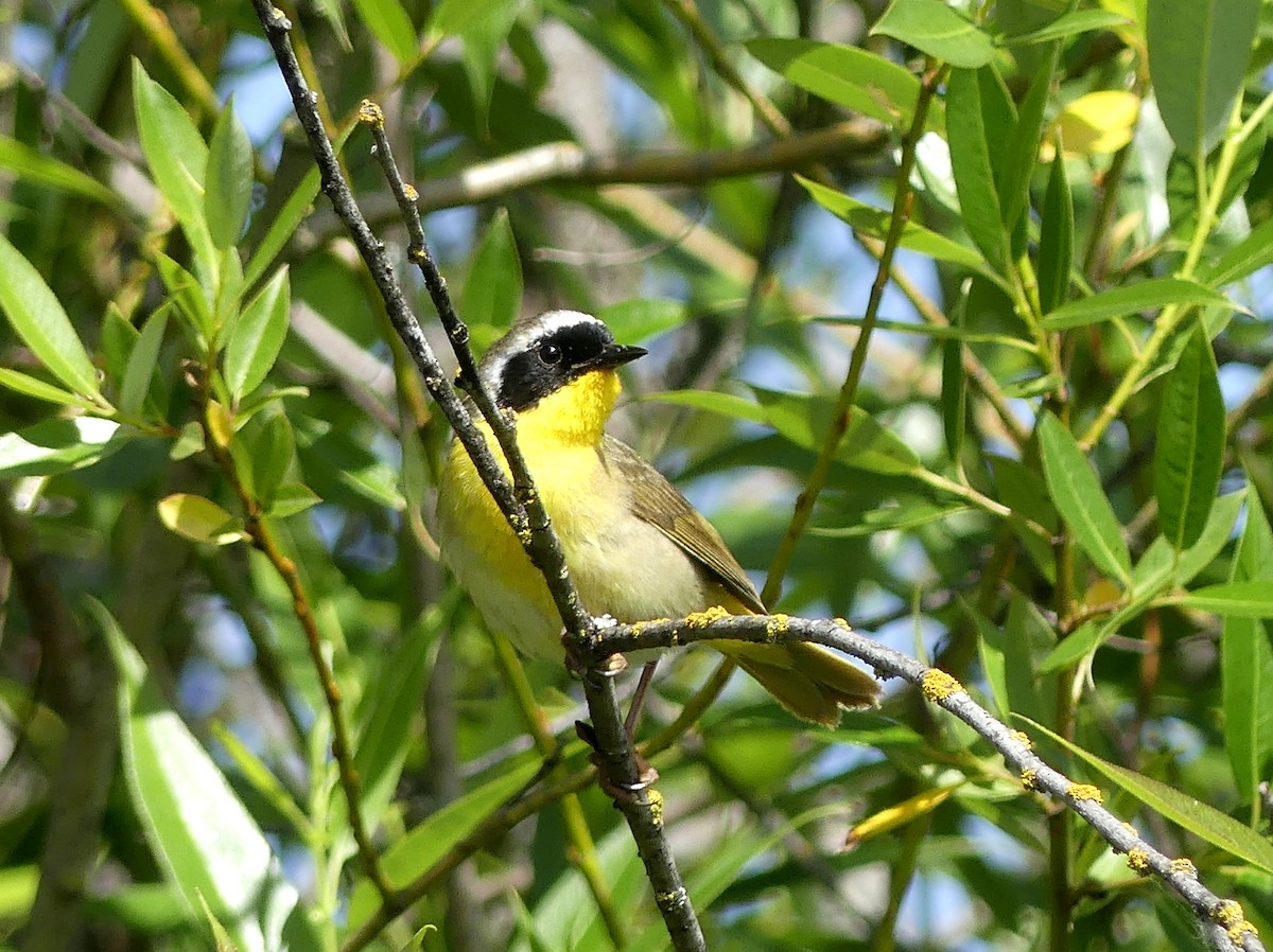 Common Yellowthroat - ML620264025