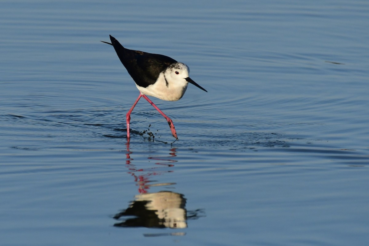 Black-winged Stilt - ML620264034