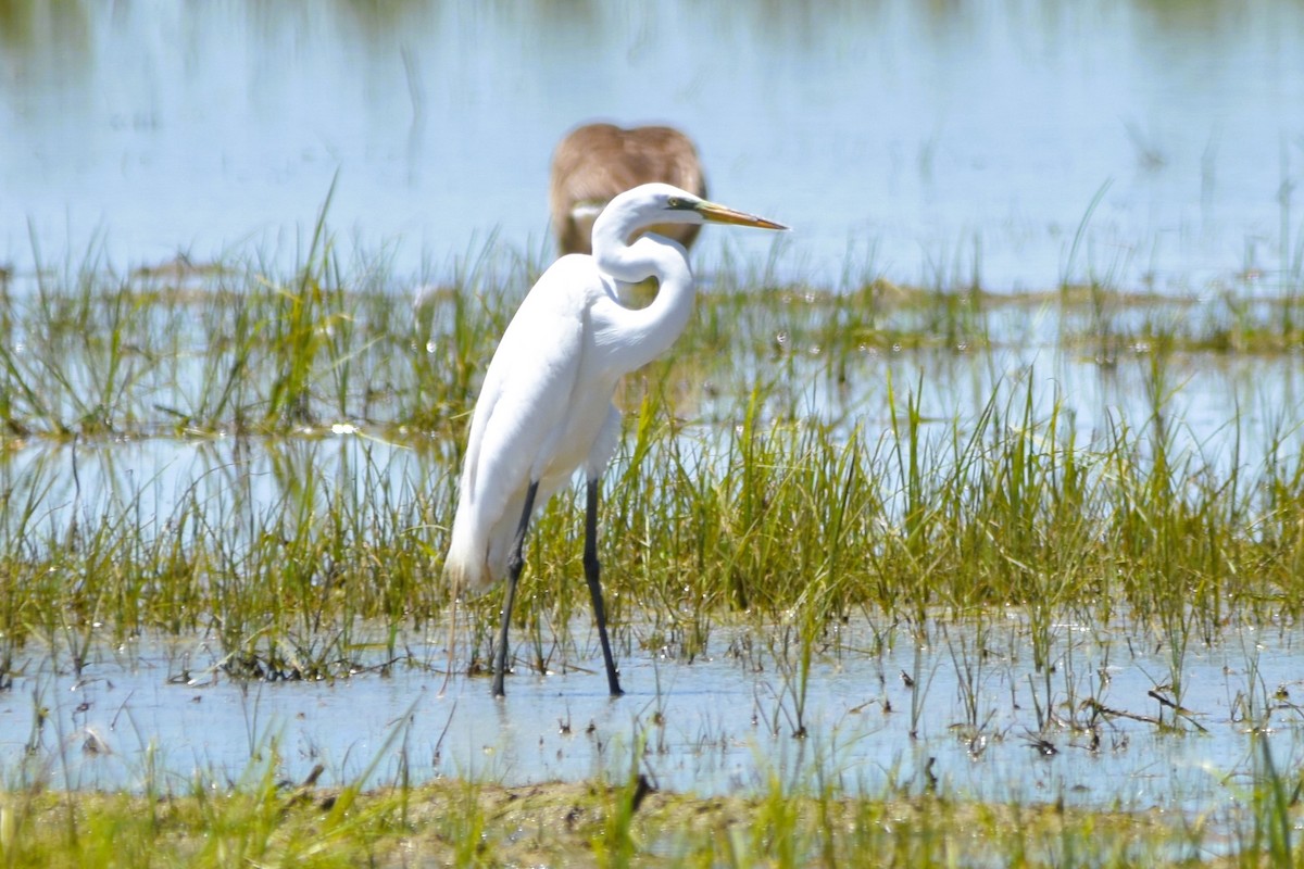 Great Egret - ML620264053