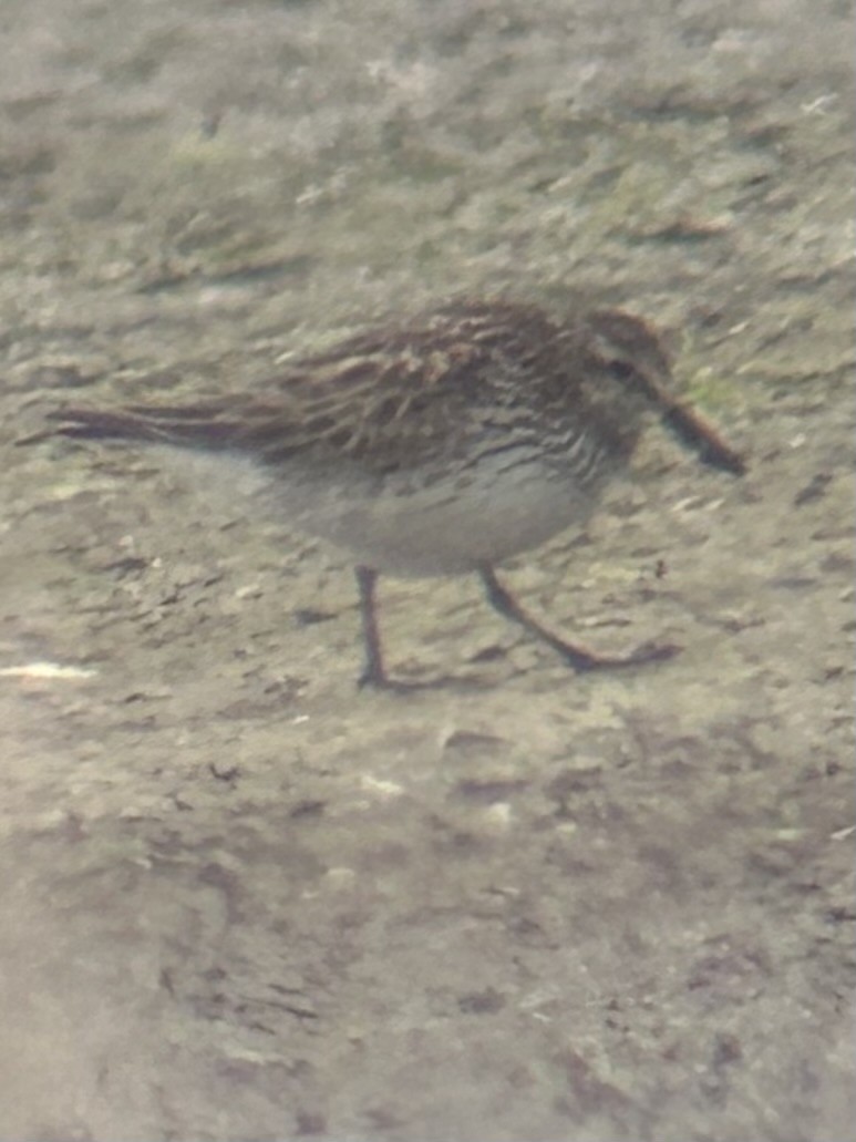 White-rumped Sandpiper - ML620264055