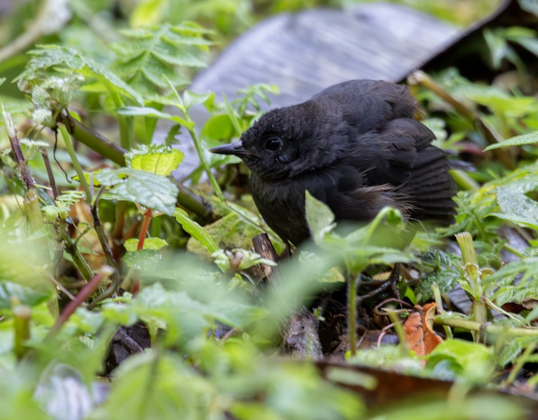 Spillmann's Tapaculo - ML620264057