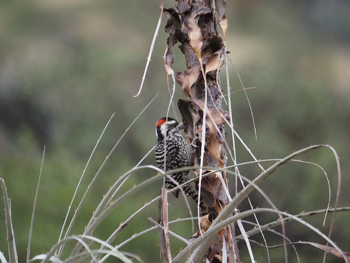 Striped Woodpecker - ML620264060