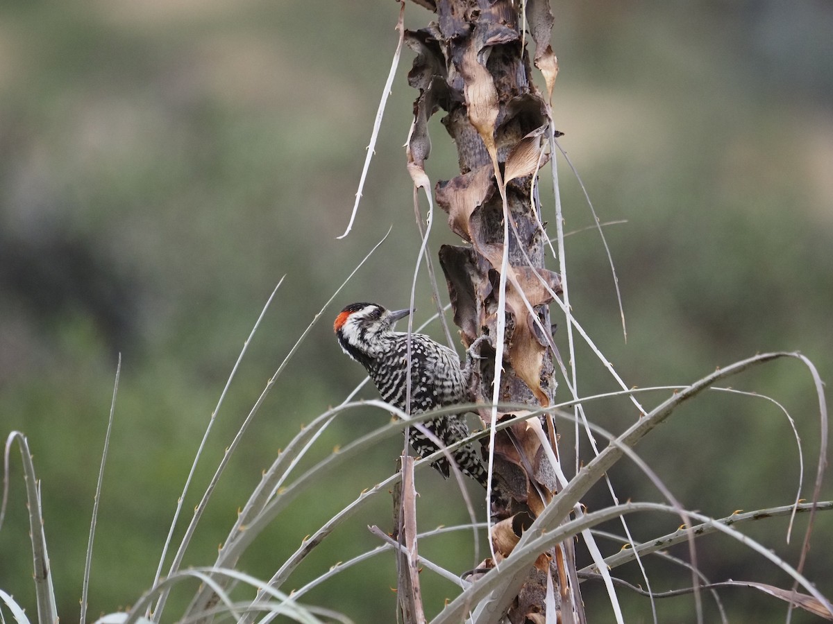 Striped Woodpecker - ML620264061