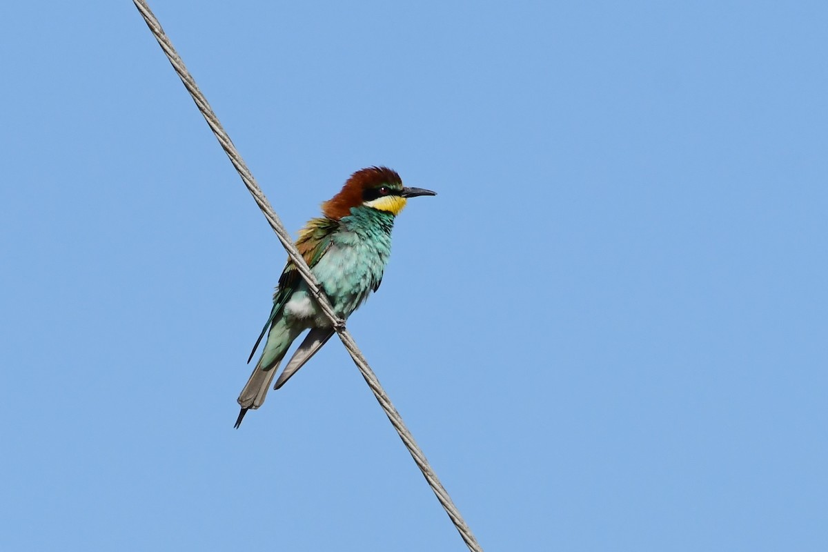 European Bee-eater - ML620264062