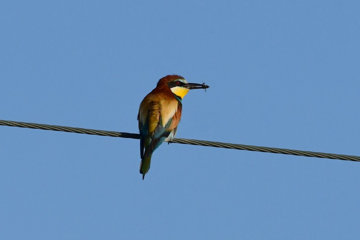 European Bee-eater - ML620264063