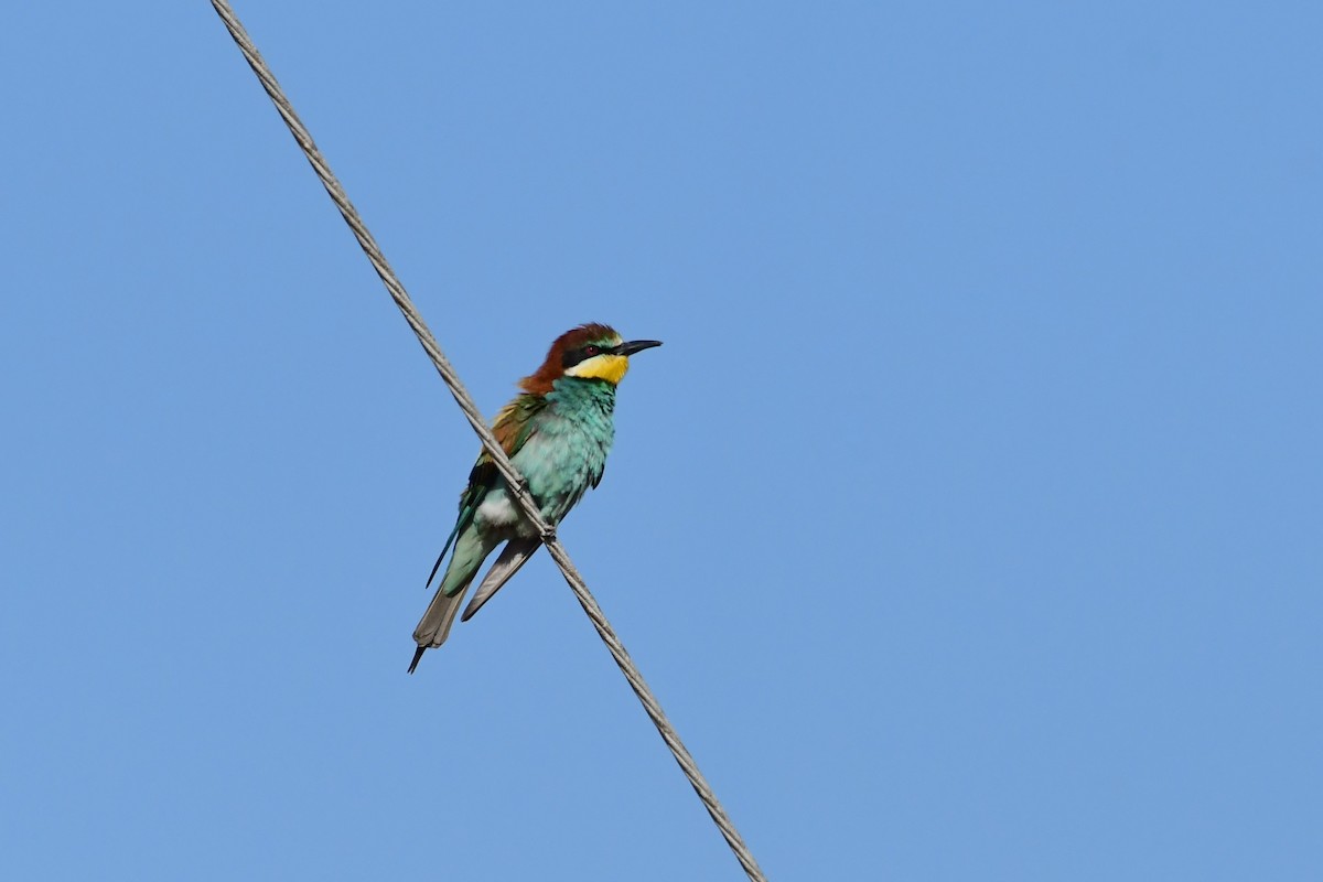 European Bee-eater - ML620264064