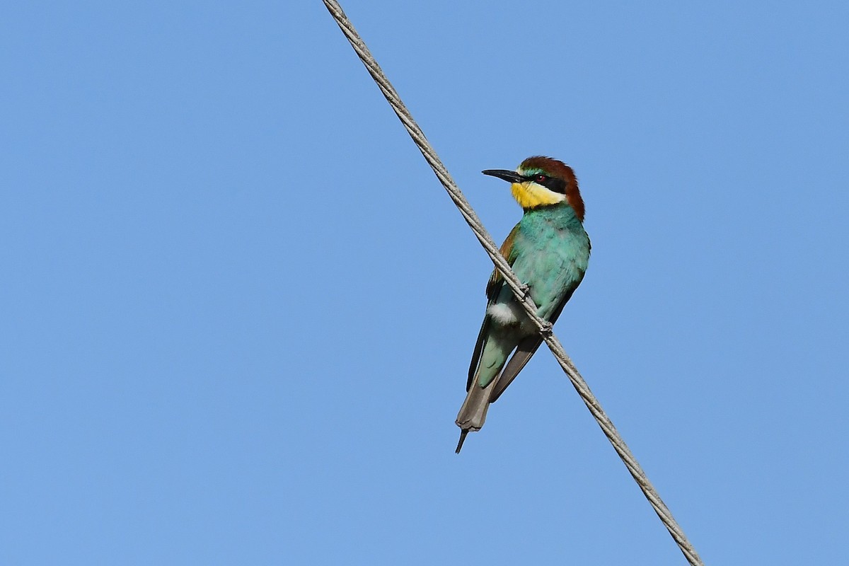 European Bee-eater - ML620264065