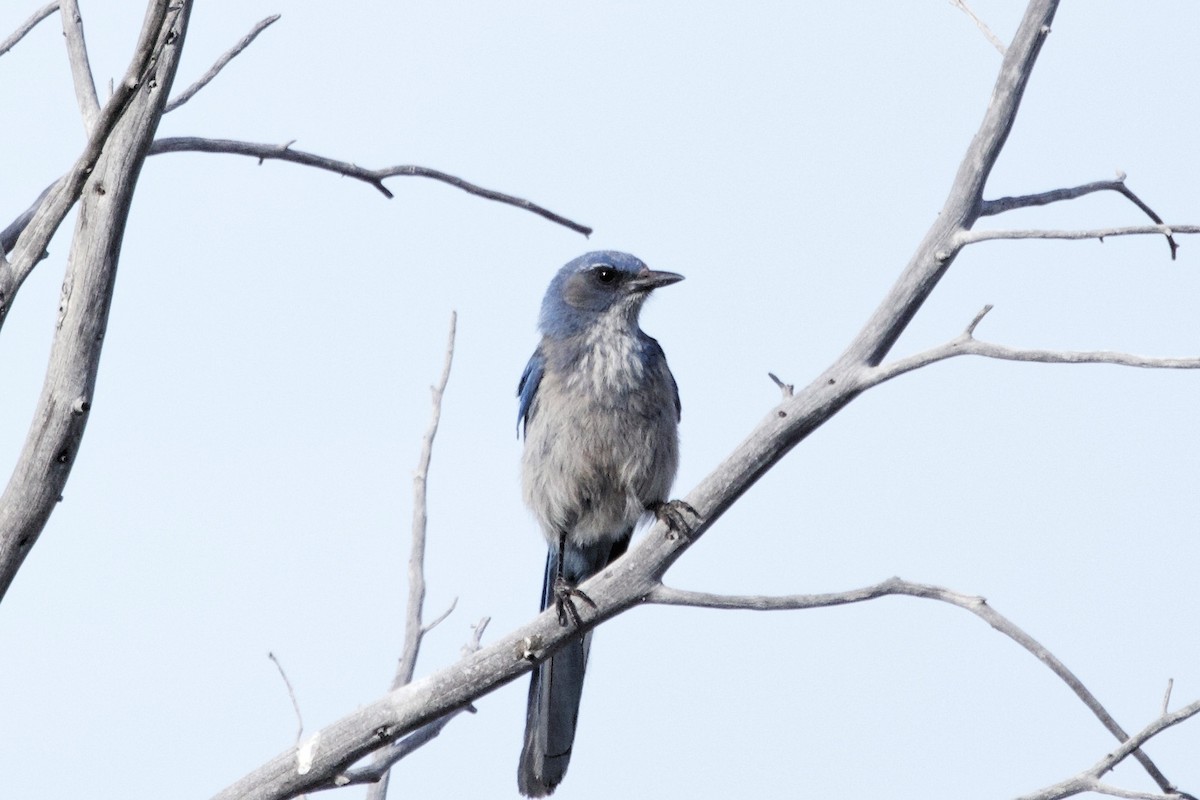 Woodhouse's Scrub-Jay - ML620264073