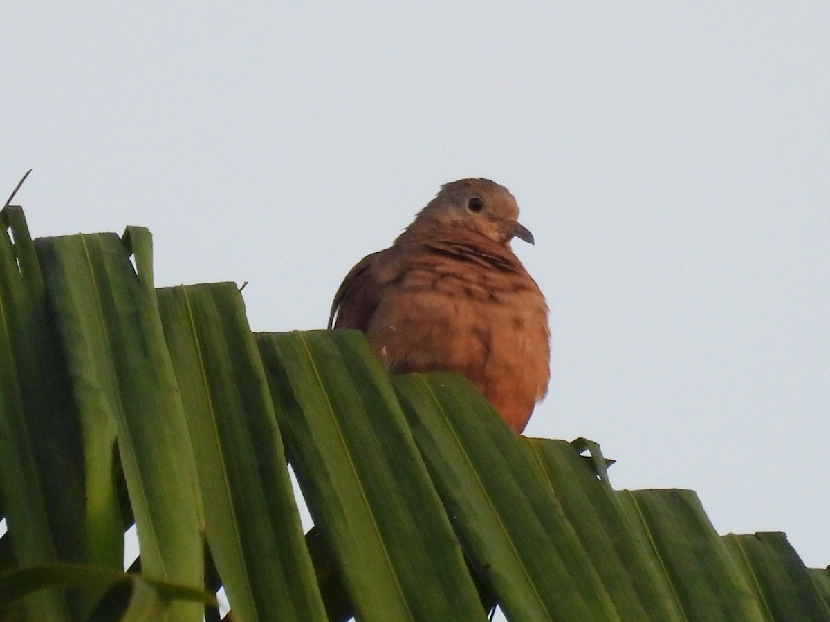 Ruddy Ground Dove - ML620264074