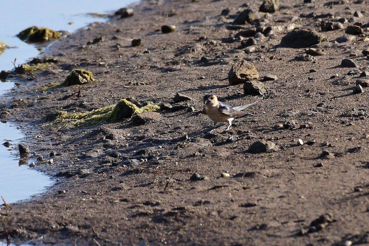 Red-rumped Swallow - ML620264075