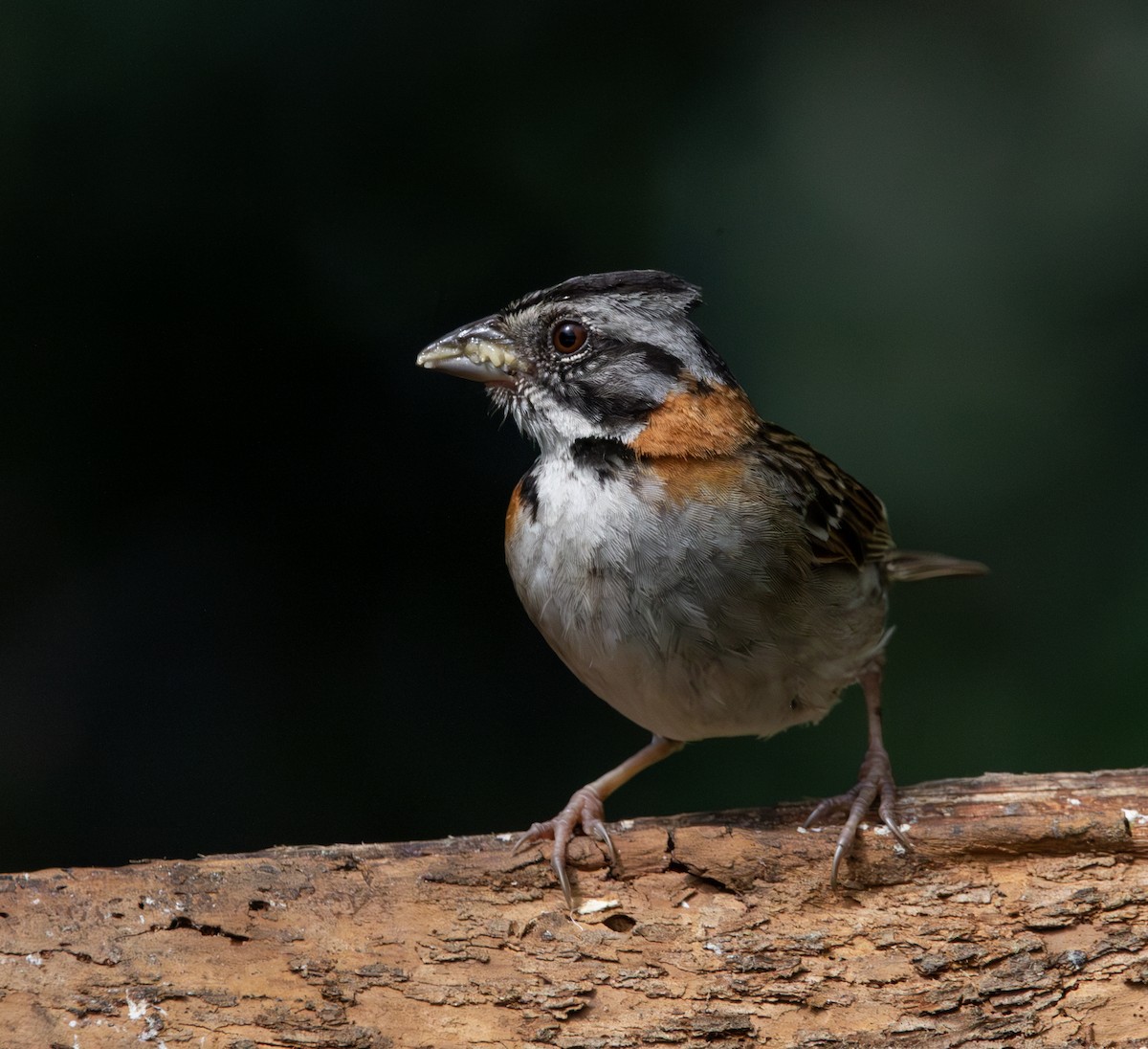 Rufous-collared Sparrow - ML620264079