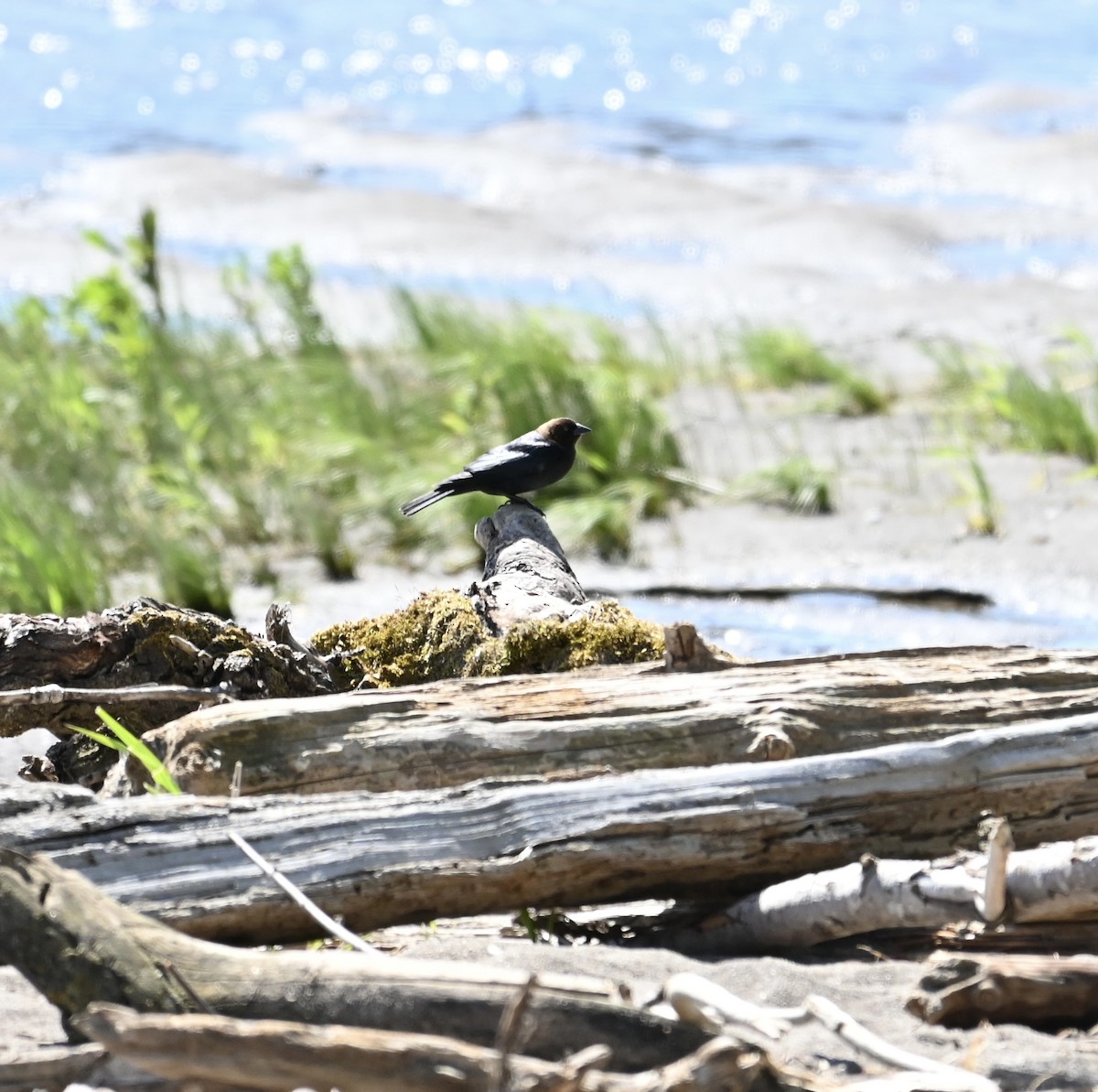 Brown-headed Cowbird - ML620264080