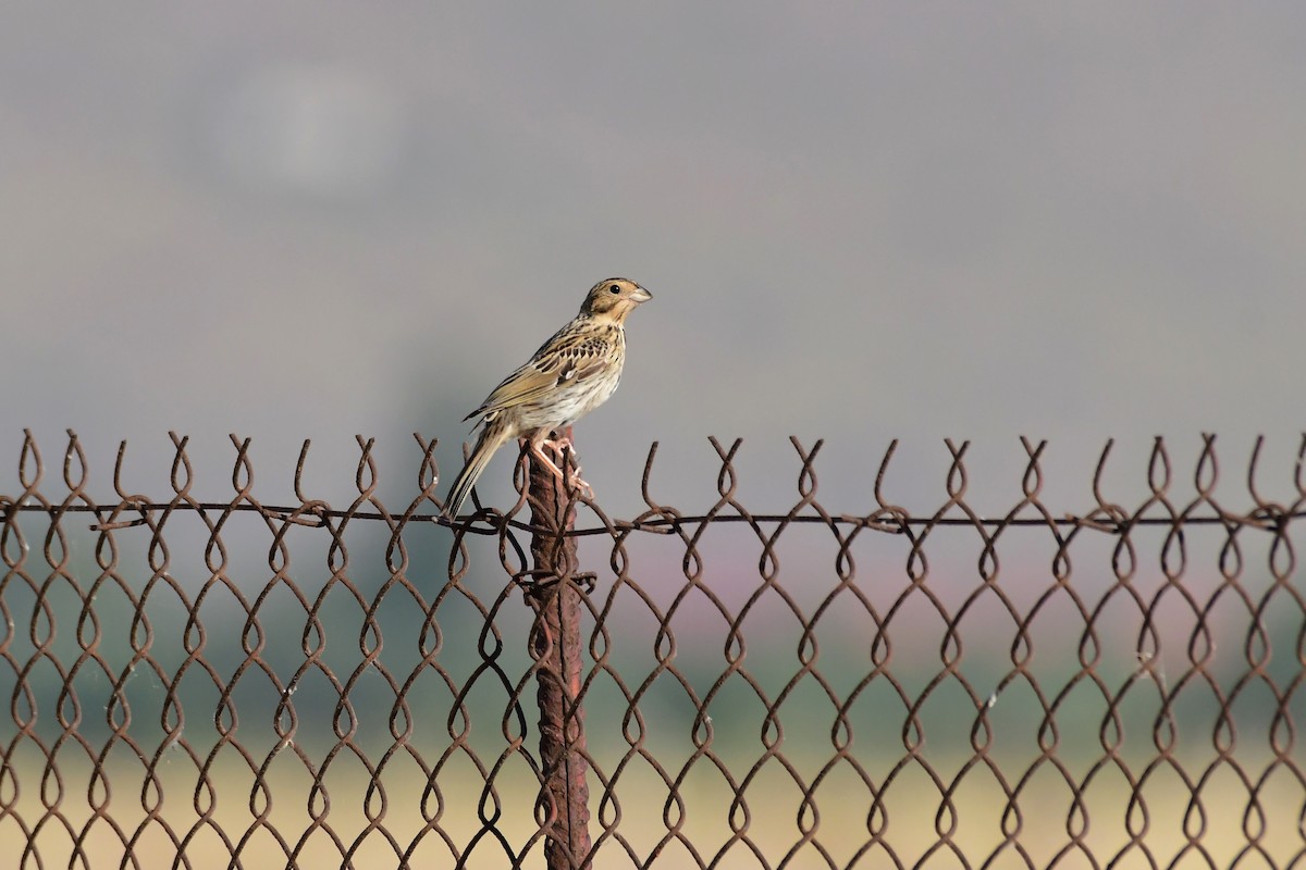 Corn Bunting - ML620264083