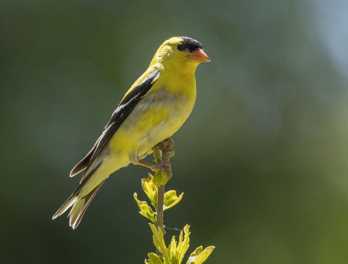 American Goldfinch - ML620264087