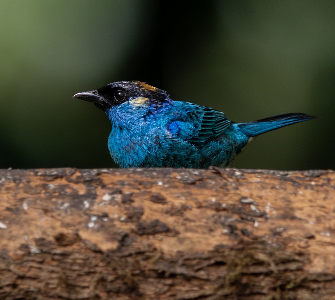 Golden-naped Tanager - ML620264096