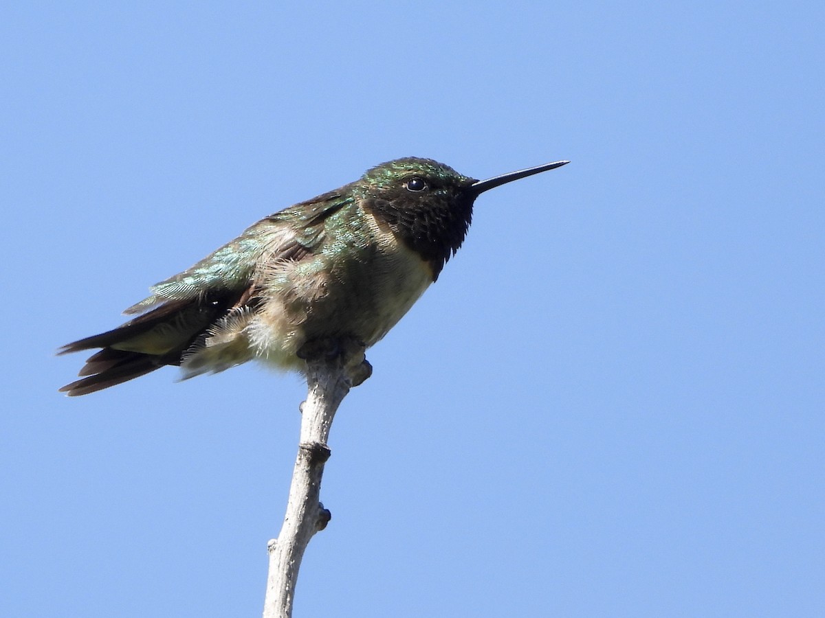 Ruby-throated Hummingbird - ML620264097