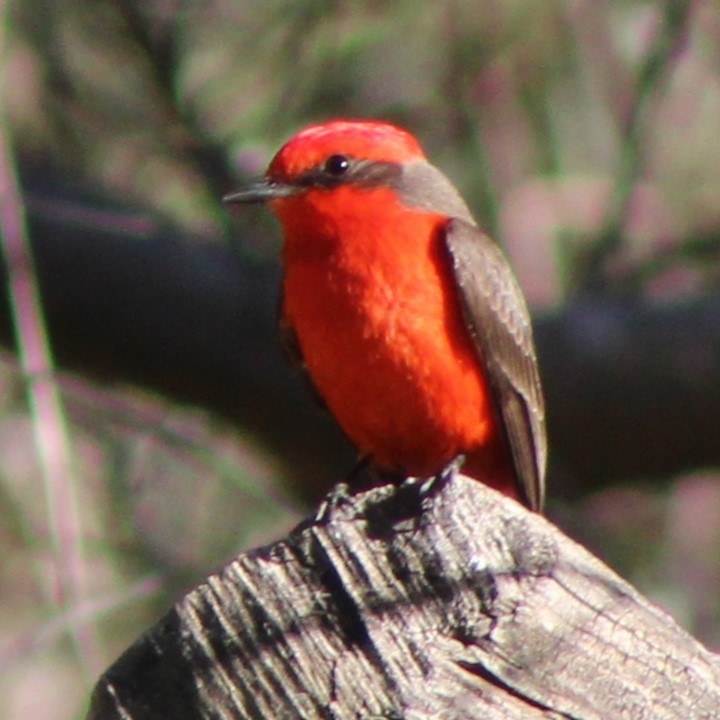 Vermilion Flycatcher - ML620264110