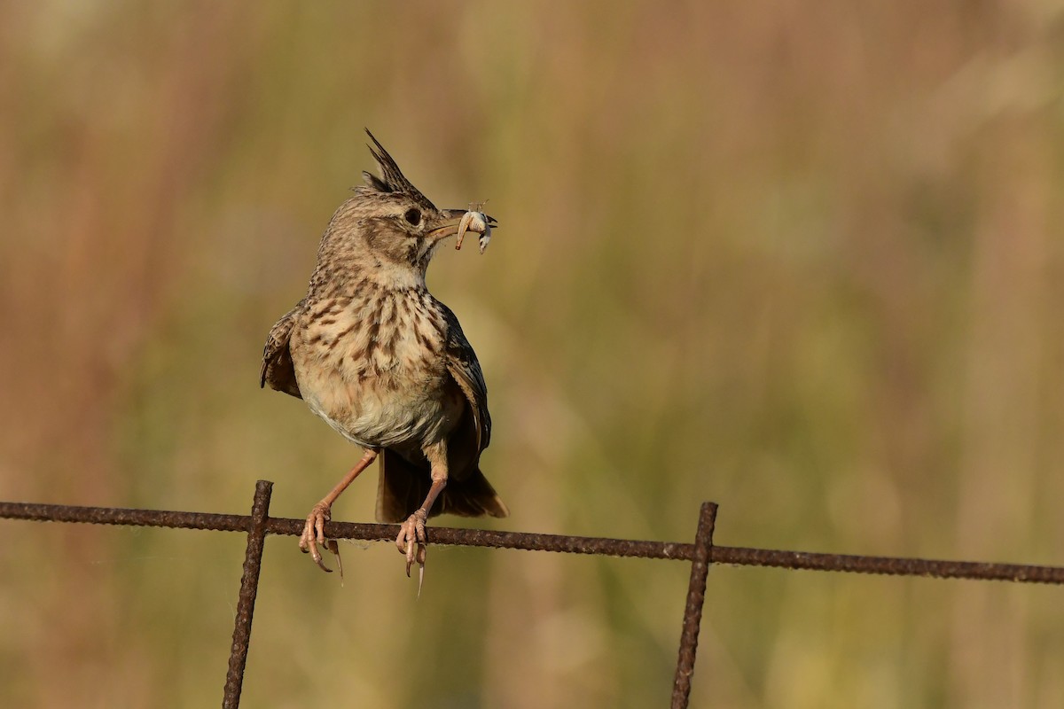 Crested Lark - ML620264111