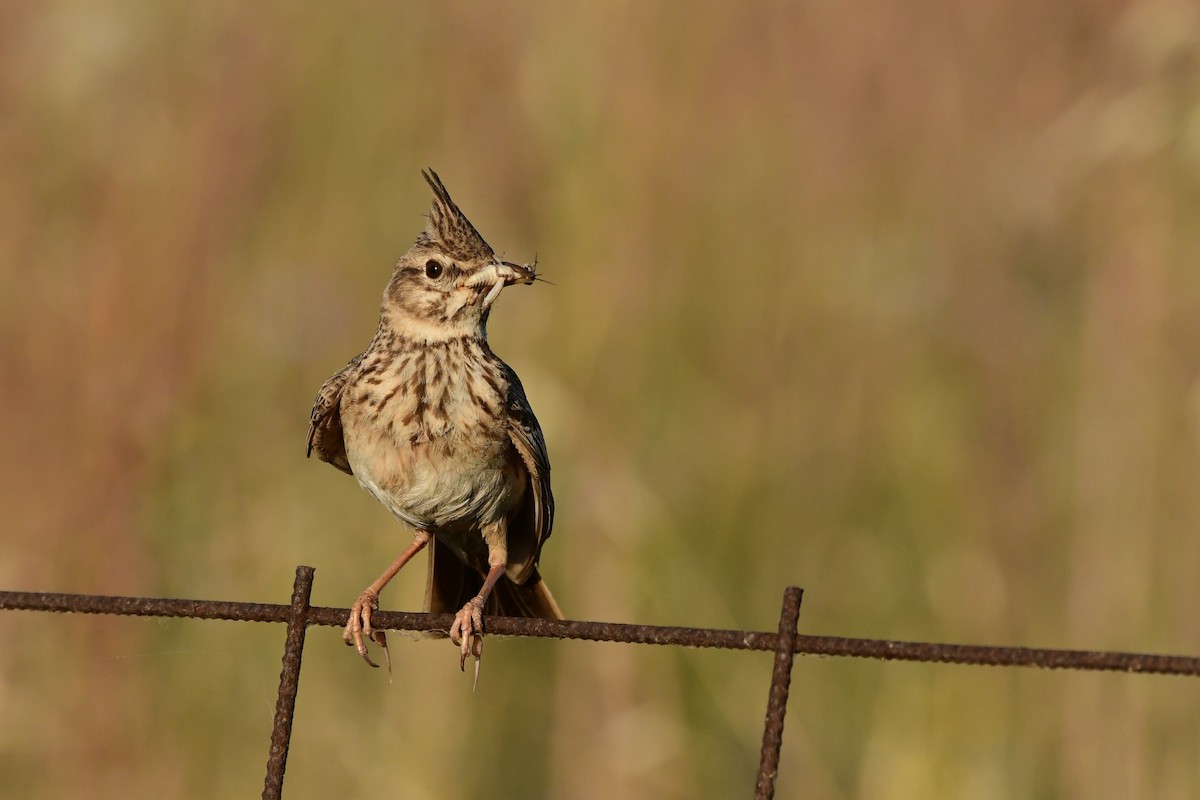 Crested Lark - ML620264112