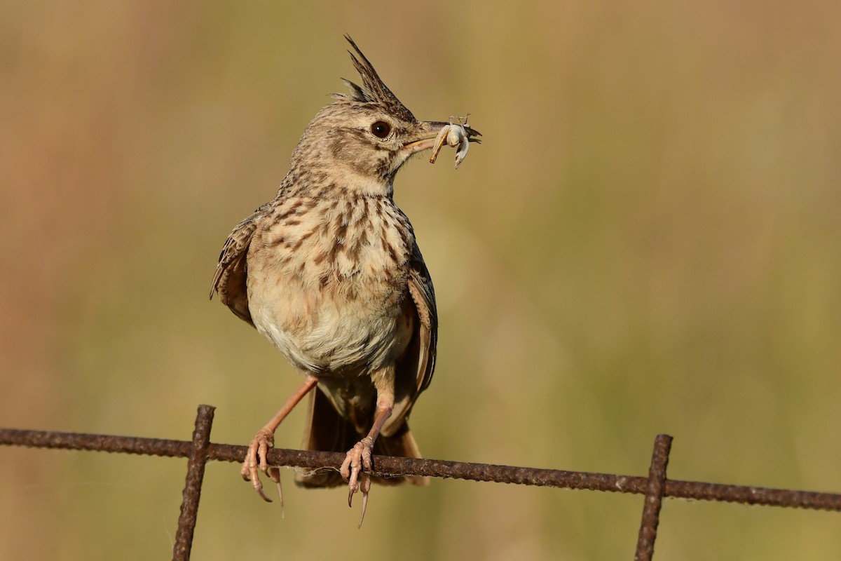 Crested Lark - ML620264115