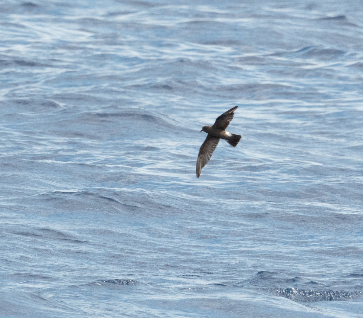 Band-rumped Storm-Petrel (Grant's) - ML620264121